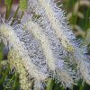 Sanguisorba Tenuifolia Alba